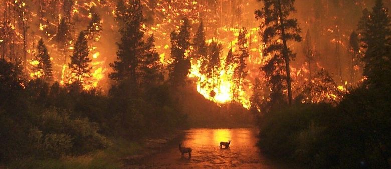 Nejen Hřensko. Lesní požáry přibývají celosvětově a startupy se snaží přijít s odpovědí