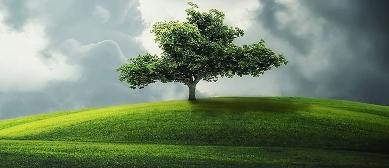 Projekt Living Carbon chce využít modifikované stromy, aby kompenzovaly téměř dvě procenta globálních emisí