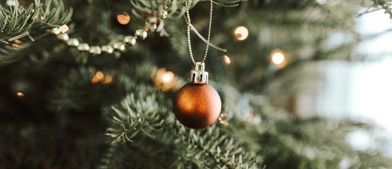 Stále ještě nemáte vánoční stromeček? Zkuste projekt Zachraň stromek